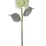 28” Green & Pink cone Hydrangea