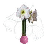 Pink Wax Amaryllis