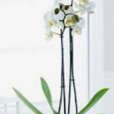 White Butterfly Orchid faux