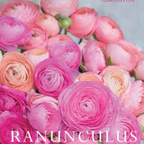 Ranunculus