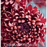 Chrysanthemums