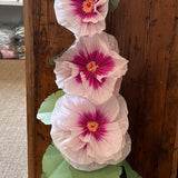 Hollyhock Paper Plant