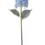 28” Blue Cone Hydrangea
