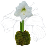 Amaryllis Moss White Flower Bulb