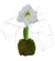 Amaryllis Moss Flower Bulb