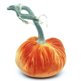 Hot Skwash Silk Velvet Pumpkins