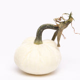 Hot Skwash Silk Velvet Pumpkins