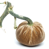 Hot Skwash Silk Velvet Pumpkins