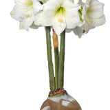 Amaryllis Gold Splatter White Flower Bulb