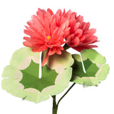 Geranium Plant
