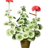 Geranium Plant