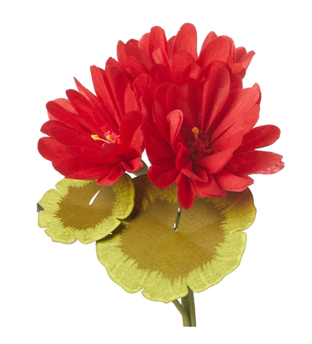Geranium Plant