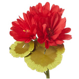 Geranium Plant