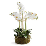 Phalaenopsis Orchid Bowl Drop-in
