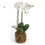 Phalaenopsis Orchid Bowl Drop-in