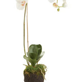 Phalaenopsis Orchid Bowl Drop-in