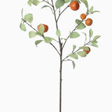Tangerine Branch