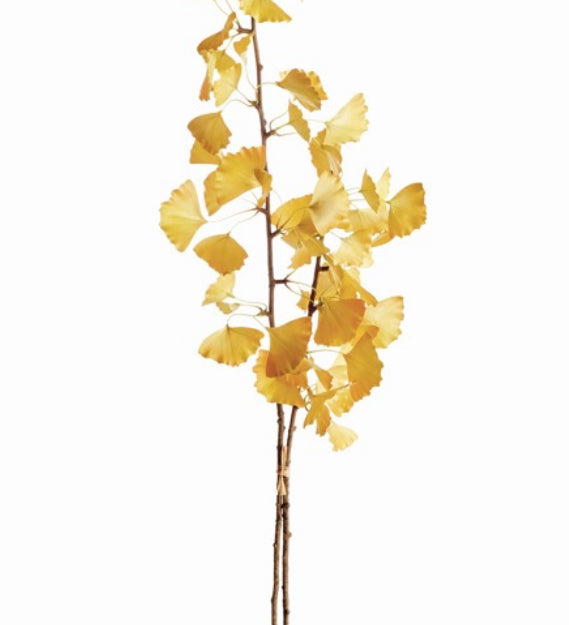 Ginko Branch 40”- Bundle of 2