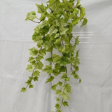 Lemon Lime English Ivy Hanging Bush