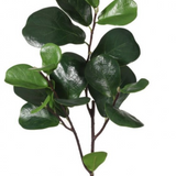 Fiddle Leaf Spray