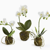 Phalaenopsis Drop In Orchids