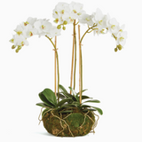 16" Mini Phalaenopsis Drop In