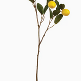 Lemon Branch 29.5