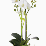 23" Phalaenopsis Drop In