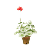 Paper Flowers - Mini Geranium Plant Salmon