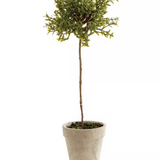 Thyme Topiary