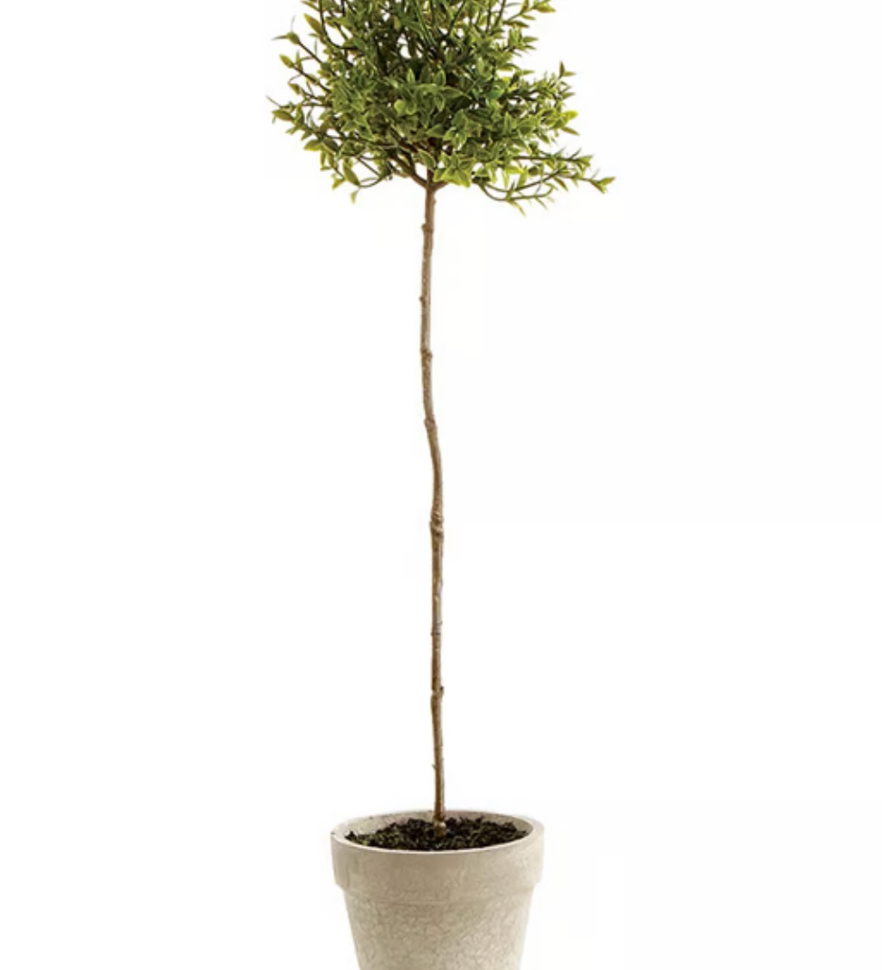 Thyme Topiary