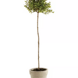 Thyme Topiary