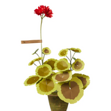 Paper Flowers - Mini Geranium Plant Salmon