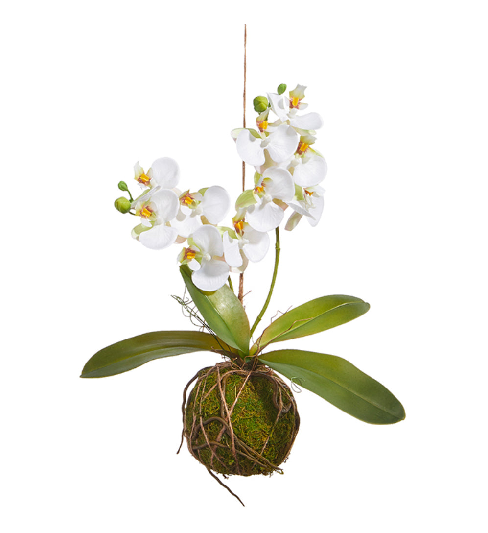 Real Touch White Orchid With Moss Ball
