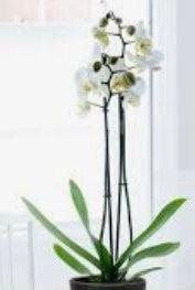 White Butterfly Orchid faux